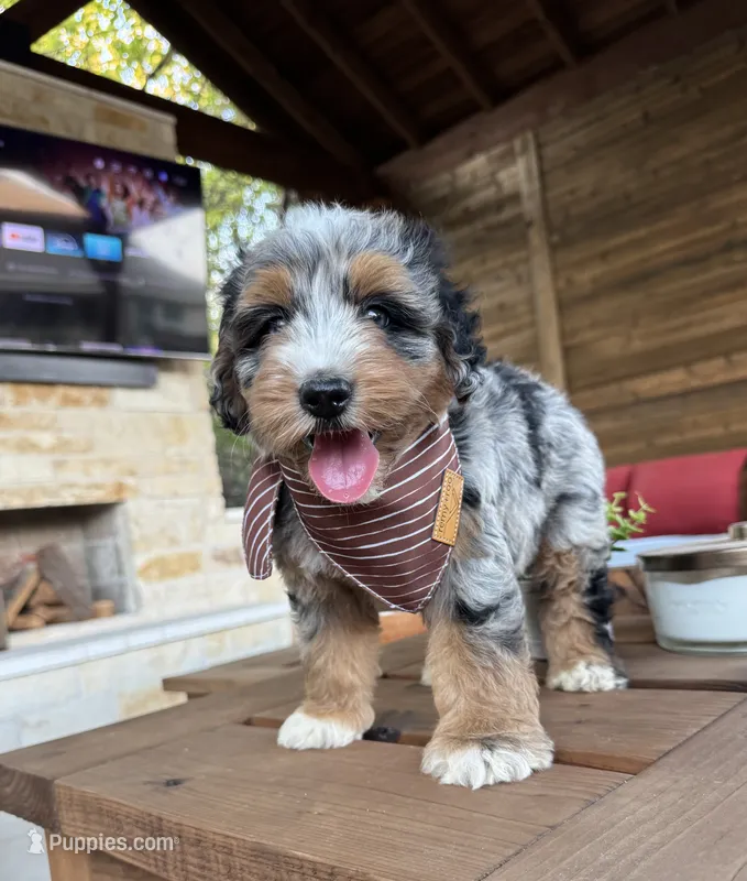 Seahorse – Bernedoodle puppy for sale in Royse City, TX