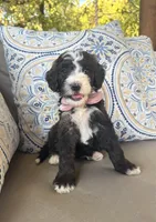 Cookies n Cream, a female Bernedoodle for sale in Royse City, TX – 7 of 7