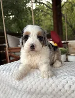 Whale, a male Bernedoodle for sale in Royse City, TX – 4 of 7