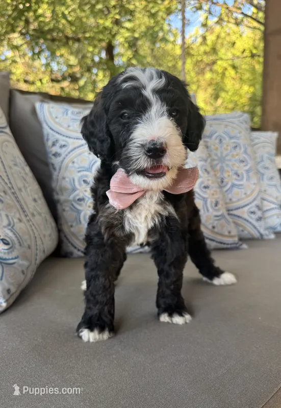 Cookies n Cream – Bernedoodle puppy for sale in Royse City, TX