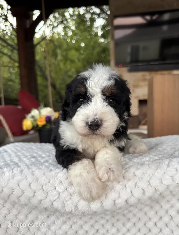 Jellyfish – Bernedoodle puppy for sale in Royse City, TX