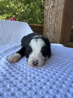 Neapolitan, a male Bernedoodle for sale in Fate, TX – 2 of 3