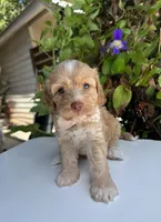Liberty, a female Cockapoo for sale in Royse City, TX – 6 of 7