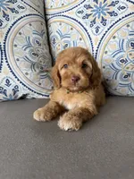 Coffee, a male Cockapoo for sale in Fate, TX – 6 of 6