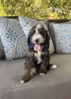 Fudge, a male Bernedoodle for sale in Royse City, TX – 5 of 5