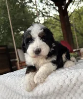 Jellyfish, a male Bernedoodle for sale in Royse City, TX – 6 of 7
