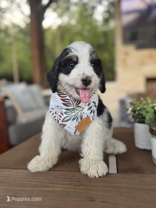 Christina – Bernedoodle puppy for sale in Royse City, TX