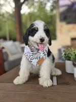 Christina, a female Bernedoodle for sale in Royse City, TX – 1 of 3