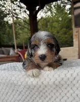 Seahorse, a male Bernedoodle for sale in Royse City, TX – 3 of 6