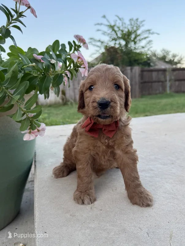 Grapefruit – Goldendoodle puppy for sale in Fate, TX