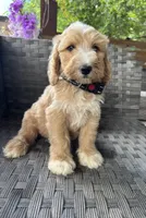 Thyme, a male Bernedoodle for sale in Fate, TX – Photo 1 of 5