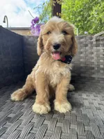 Thyme, a male Bernedoodle for sale in Fate, TX – Photo 4 of 5