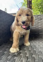 Thyme, a male Bernedoodle for sale in Fate, TX – Photo 3 of 5