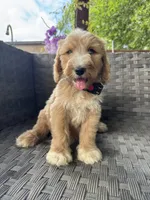 Thyme, a male Bernedoodle for sale in Fate, TX – Photo 5 of 5