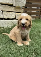 Thyme, a male Bernedoodle for sale in Fate, TX – Photo 2 of 5