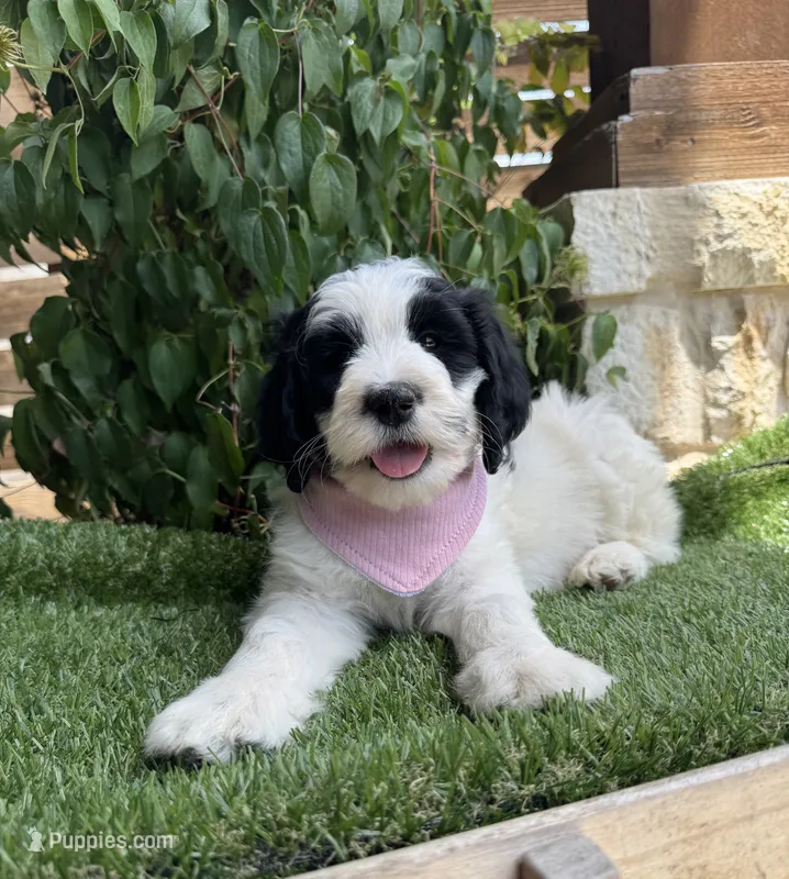 Star – Bernedoodle puppy on hold in Fate, TX
