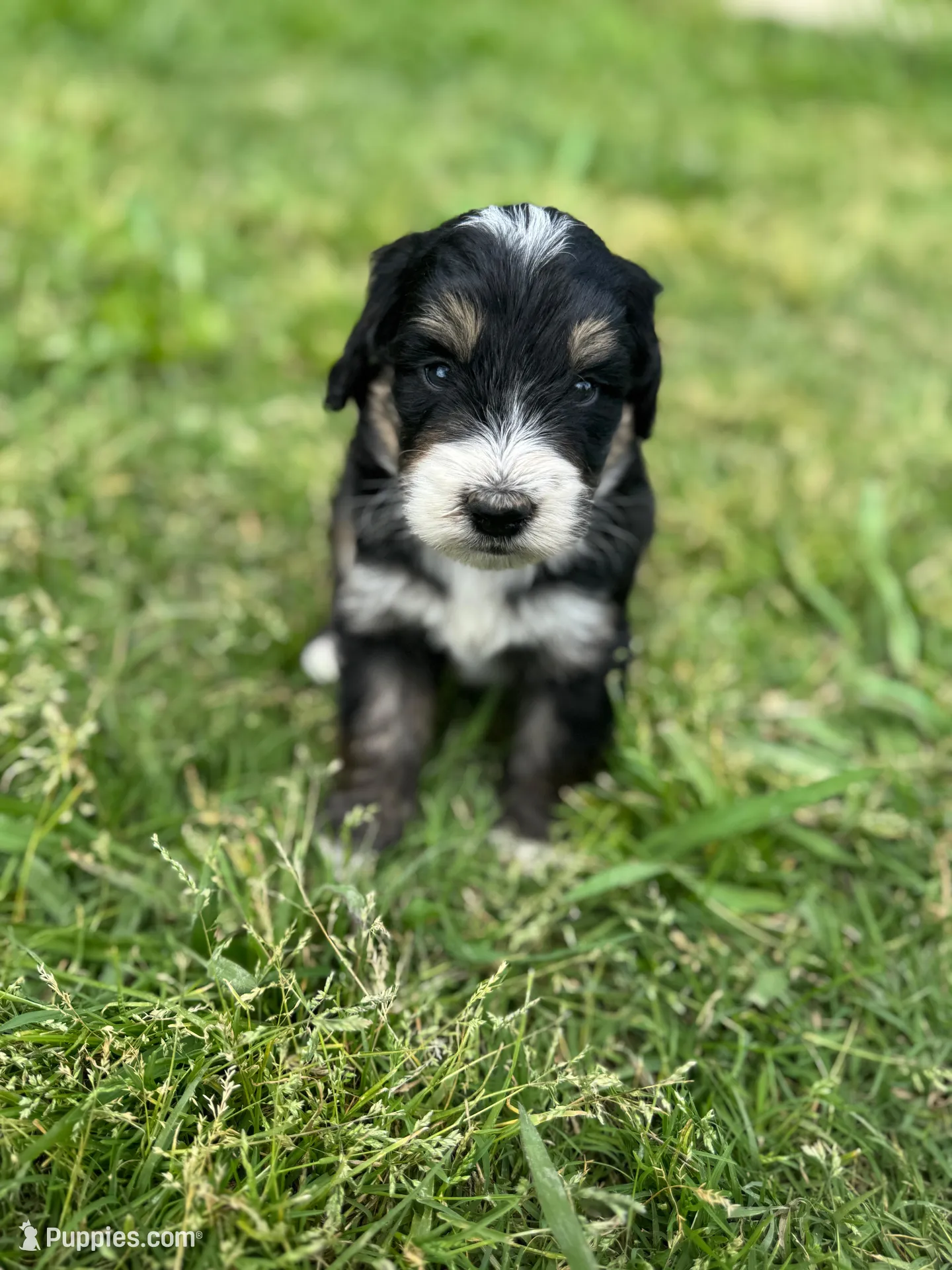 Pluto, a male Bernedoodle for sale in Fate, TX – Photo 5 of 7