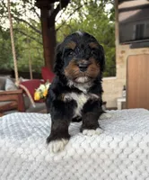 Shark, a male Bernedoodle for sale in Royse City, TX – 3 of 4