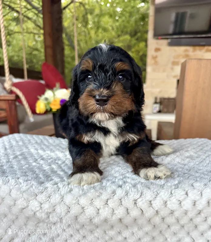 Shark – Bernedoodle puppy for sale in Royse City, TX
