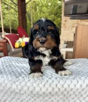 Shark, a male Bernedoodle for sale in Royse City, TX – 1 of 4