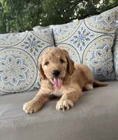 Lemon F1 Goldendoodle, a male Goldendoodle for sale in Fate, TX – 2 of 7
