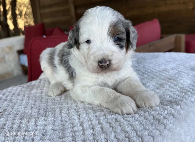 Oak – Bernedoodle puppy for sale in Royse City, TX