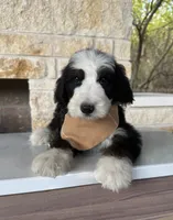 Neapolitan, a male Bernedoodle for sale in Royse City, TX – 3 of 5
