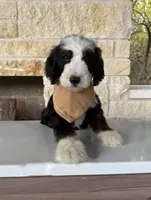 Neapolitan, a male Bernedoodle for sale in Royse City, TX – 2 of 5