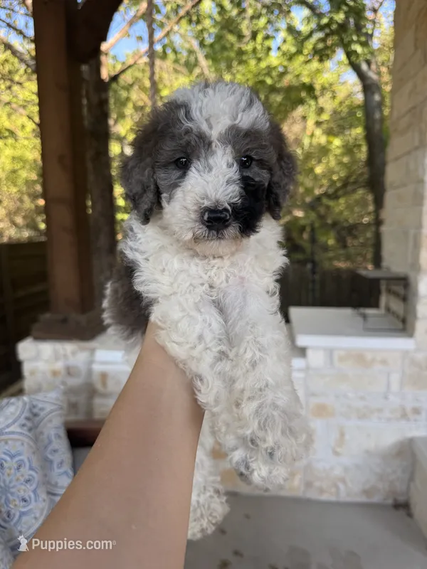 Rocky Road – Bernedoodle puppy for sale in Royse City, TX
