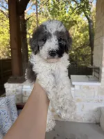 Rocky Road, a male Bernedoodle for sale in Royse City, TX – 1 of 6
