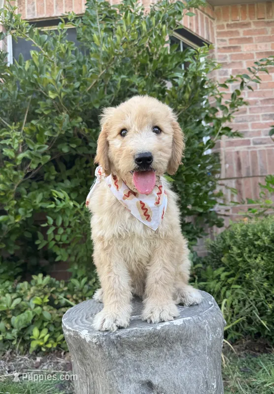 Citrus F1 goldendoodle – Goldendoodle puppy for sale in Fate, TX