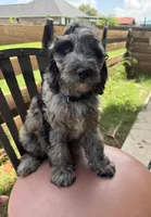 Raspberry Torte, a male Cockapoo for sale in Fate, TX – Photo 2 of 2