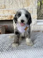 Sundae, a female Bernedoodle for sale in Royse City, TX – 1 of 5