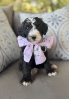 Cookies n Cream, a female Bernedoodle for sale in Royse City, TX – 2 of 7