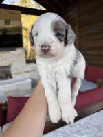 Oak, a male Bernedoodle for sale in Royse City, TX – 2 of 5