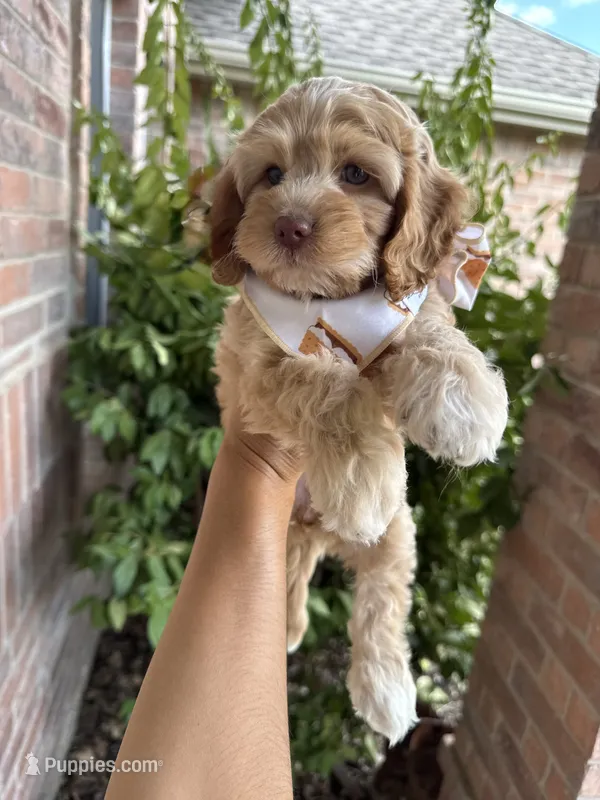 Liberty – Cockapoo, Poodle - Miniature  puppy for sale in Royse City, TX