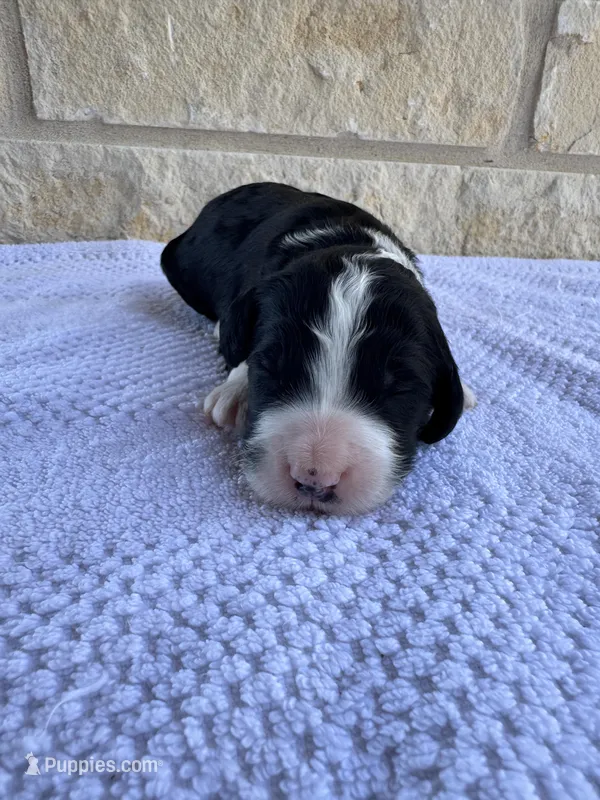 Mars – Bernedoodle puppy for sale in Fate, TX