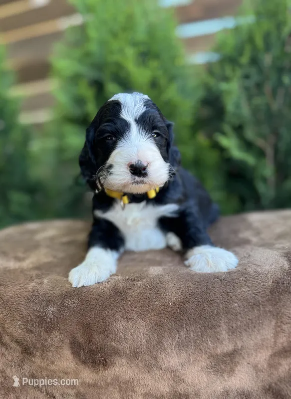 Mars – Bernedoodle puppy for sale in Fate, TX