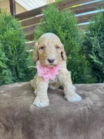 Sunny, a female Bernedoodle for sale in Fate, TX – Photo 4 of 6