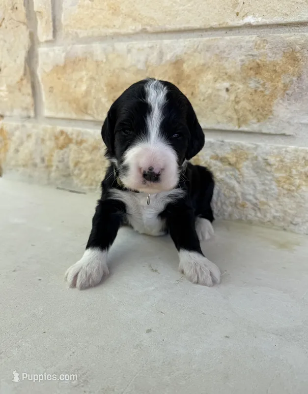 Mars – Bernedoodle puppy for sale in Fate, TX