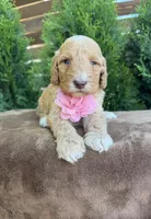 Sunny, a female Bernedoodle for sale in Fate, TX – Photo 6 of 6