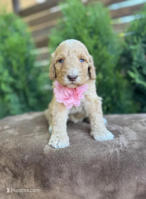 Sunny – Bernedoodle puppy for sale in Fate, TX