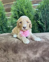 Sunny, a female Bernedoodle for sale in Fate, TX – Photo 3 of 6