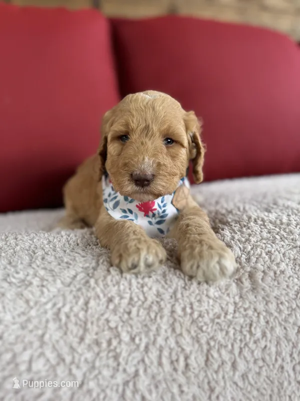 Sunny – Bernedoodle puppy for sale in Fate, TX
