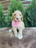 Sunny, a female Bernedoodle for sale in Fate, TX – Photo 5 of 6