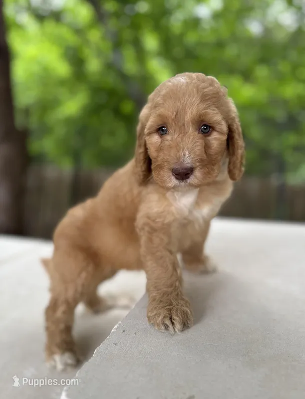 Sunny – Bernedoodle puppy for sale in Fate, TX