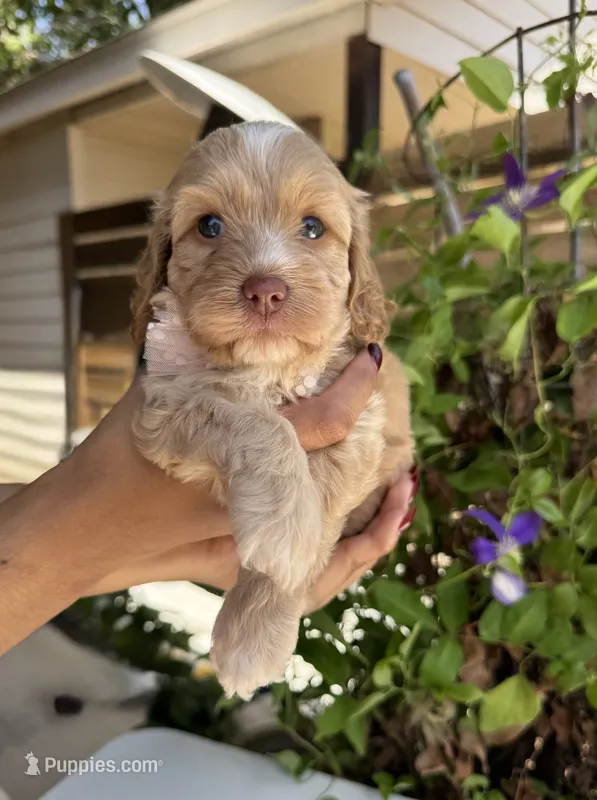 Liberty – Cockapoo puppy for sale in Fate, TX