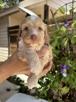 Liberty, a female Cockapoo for sale in Royse City, TX – 1 of 7