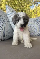 Rocky Road, a male Bernedoodle for sale in Royse City, TX – 3 of 6