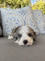 Vanilla, a female Bernedoodle for sale in Royse City, TX – 9 of 10